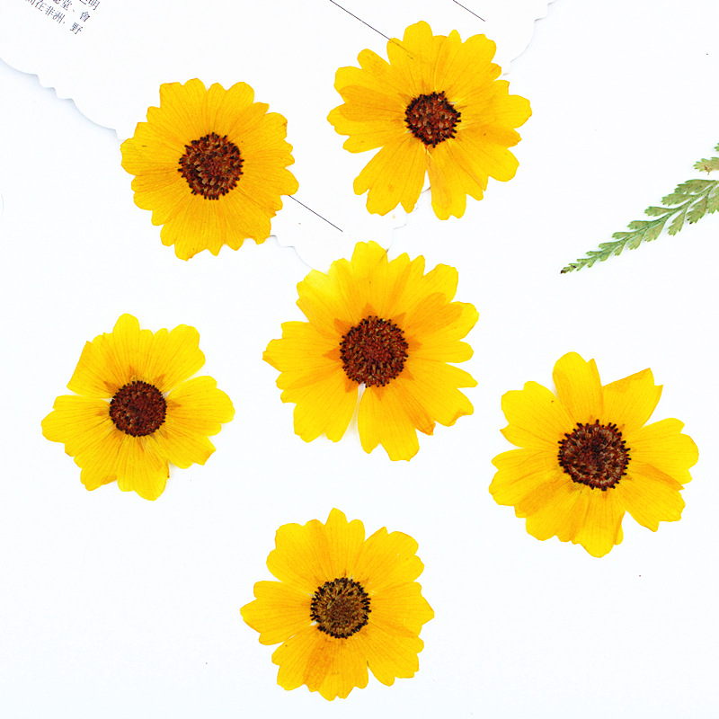 Dried Flower Bookmark - 24 Stück, natürliche Chrysanthemen, echte gepresste