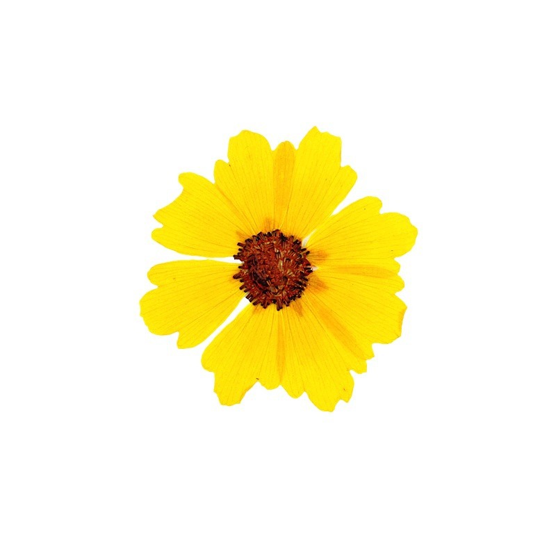 24 Stück, natürliche Chrysanth – Dried Flower Bookmark Bewertung und Preis