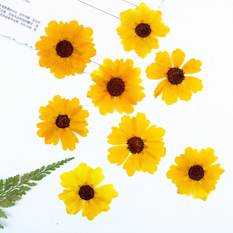 24 Stück, natürliche Chrysanth – Dried Flower Bookmark Bewertung und Preis