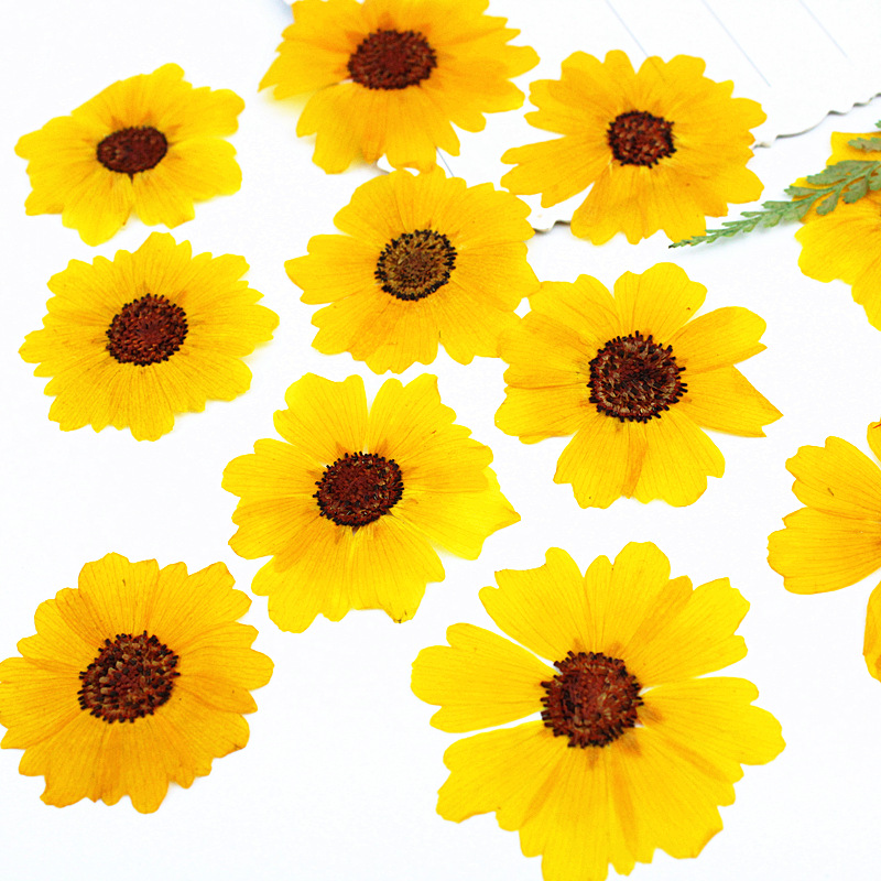 24 Stück, natürliche Chrysanth – Dried Flower Bookmark Bewertung und Preis